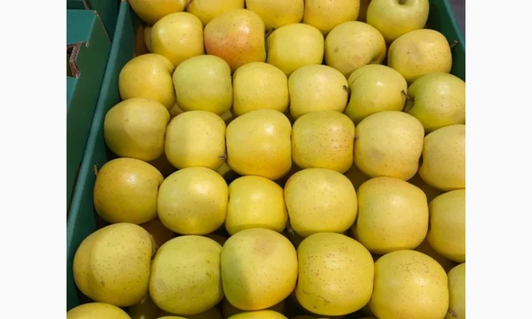 Продам яблоки от произодителя несколько сортов с 20 тонн - фото № 1