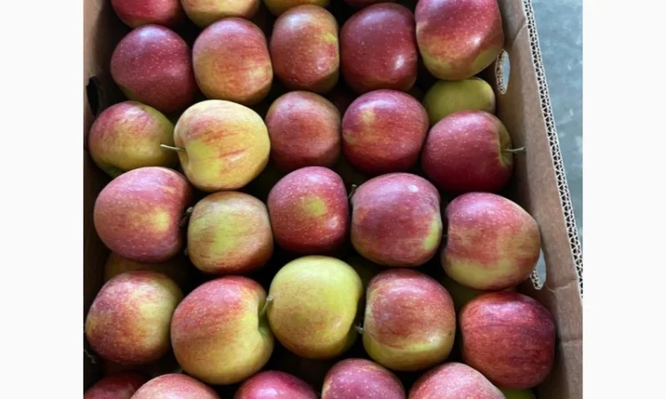 Продам яблоки от произодителя несколько сортов с 20 тонн - фото № 2