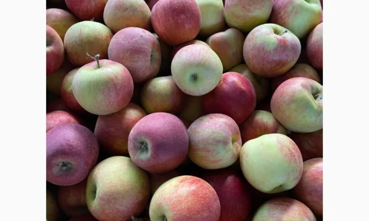 Продам яблоки от произодителя несколько сортов с 20 тонн - фото № 10