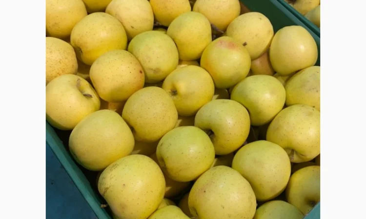 Продаж яблук від виробника – кілька сортів, 20 тонн - фото № 3