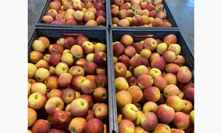 Продаж яблук від виробника – кілька сортів, 20 тонн - фото № 4