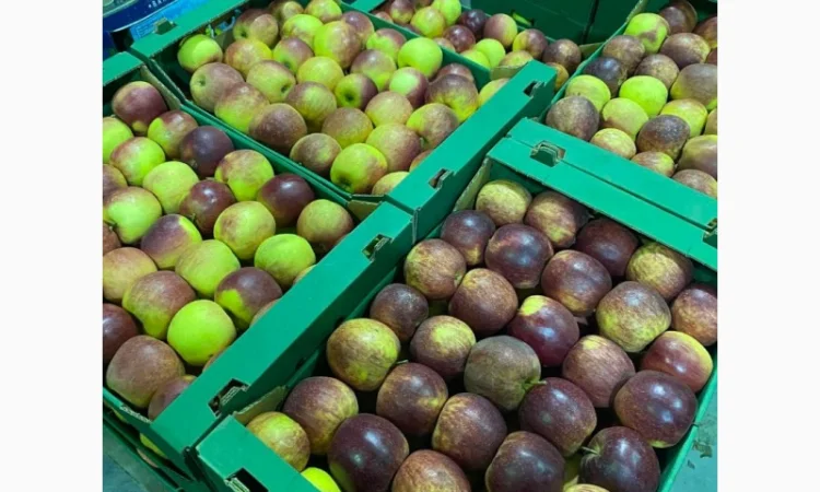 Продаж яблук від виробника – кілька сортів, 20 тонн - фото № 5