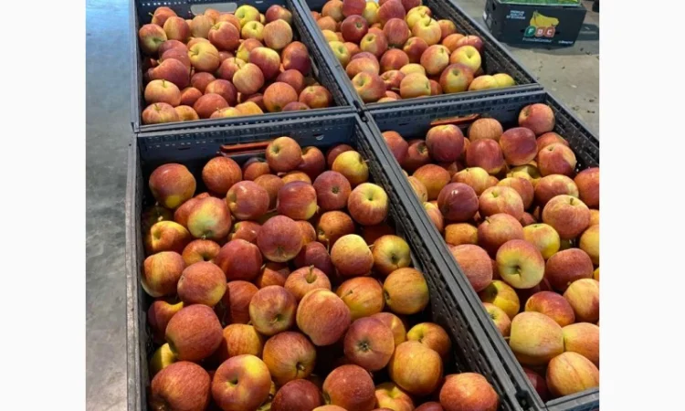 Продаж яблук від виробника – кілька сортів, 20 тонн - фото № 6