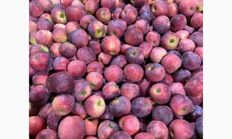 Продаж яблук від виробника – кілька сортів, 20 тонн - фото № 8