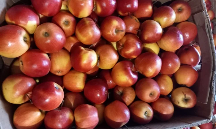 Яблуко сорту Горець - фото № 1