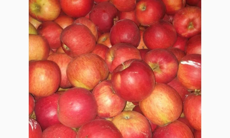 Продаються яблука кількох сортів від 5 тонн - фото № 1