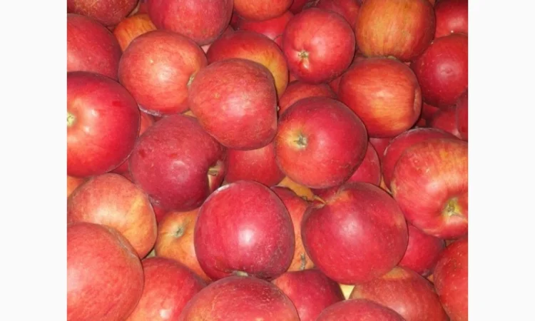 Продаються яблука кількох сортів від 5 тонн - фото № 3