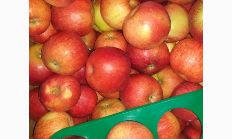 Продам яблоки де кілька сортів з 5 тонн - фото № 2