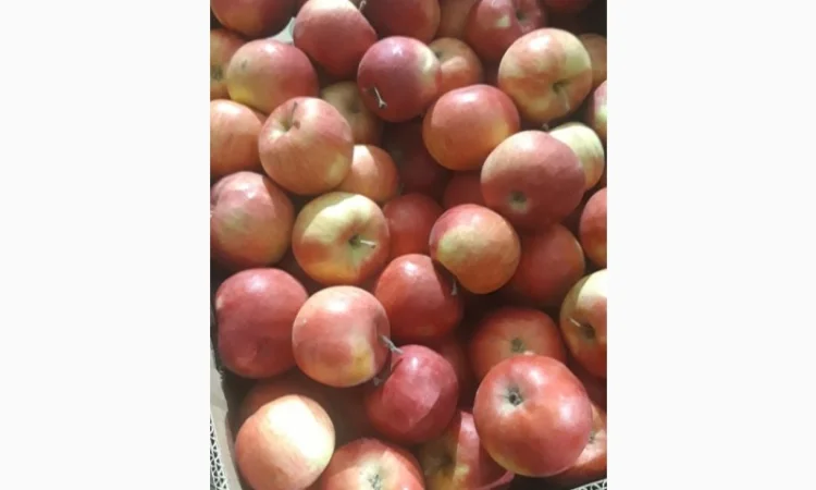 Продам яблоки несколько сортов от поставщика с 5 тонн. По Украине и на экспорт - фото № 2