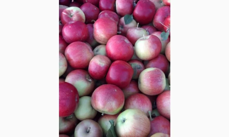 Продаж яблук кількох сортів від постачальника, від 5 тонн - фото № 1