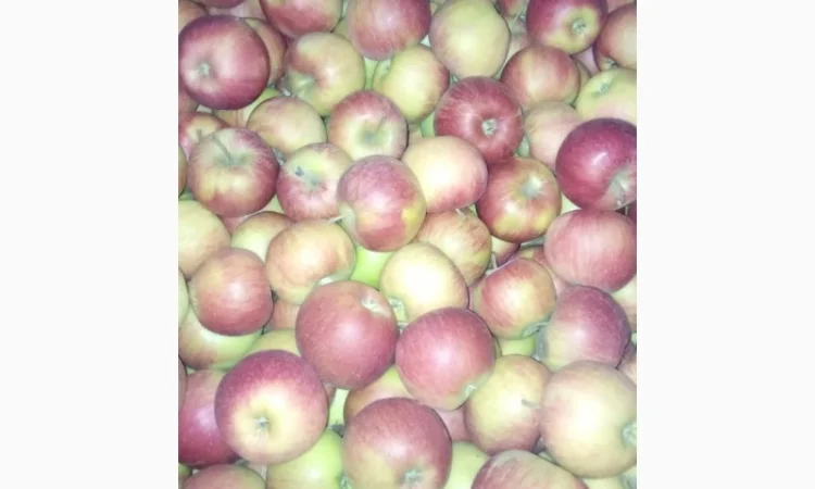 Продаж яблук кількох сортів від постачальника, від 5 тонн - фото № 3