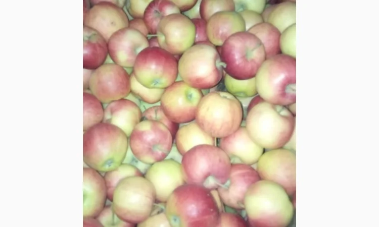 Продаж яблук кількох сортів від постачальника, від 5 тонн - фото № 4