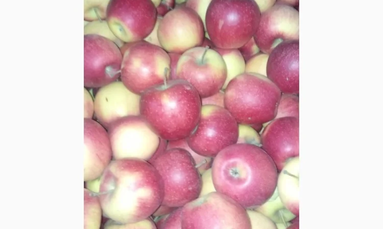 Продаж яблук кількох сортів від постачальника, від 5 тонн - фото № 5