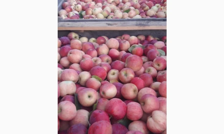 Продаж яблук кількох сортів від постачальника, від 5 тонн - фото № 6