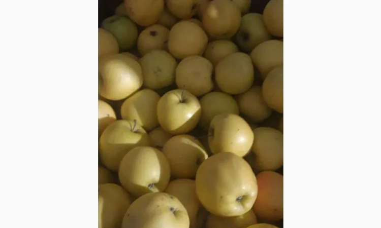 Продаж яблук кількох сортів від постачальника, від 5 тонн - фото № 7