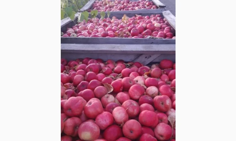 Продаж яблук кількох сортів від постачальника, від 5 тонн - фото № 9