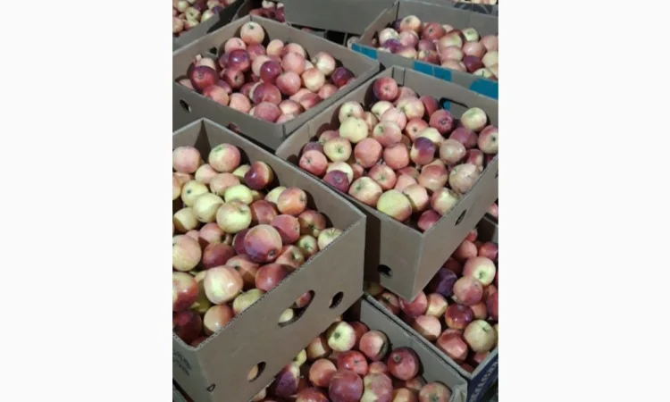 Продаж яблук кількох сортів від постачальника, від 5 тонн - фото № 12