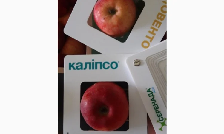 Продам яблоки несколько сортов от поставщика с 5 тонн. По Украине и на экспорт - фото № 8