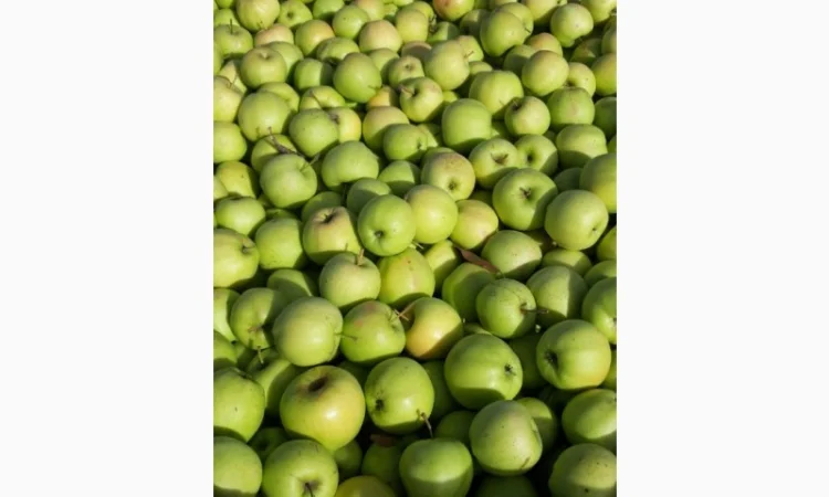 Продам яблоки несколько сортов от поставщика с 5 тонн. По Украине и на экспорт - фото № 9