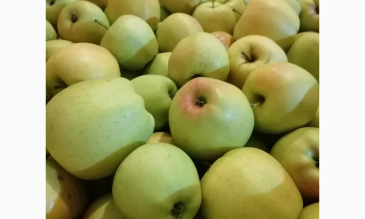 Продам яблоки несколько сортов от поставщика с 5 тонн. По Украине и на экспорт - фото № 11