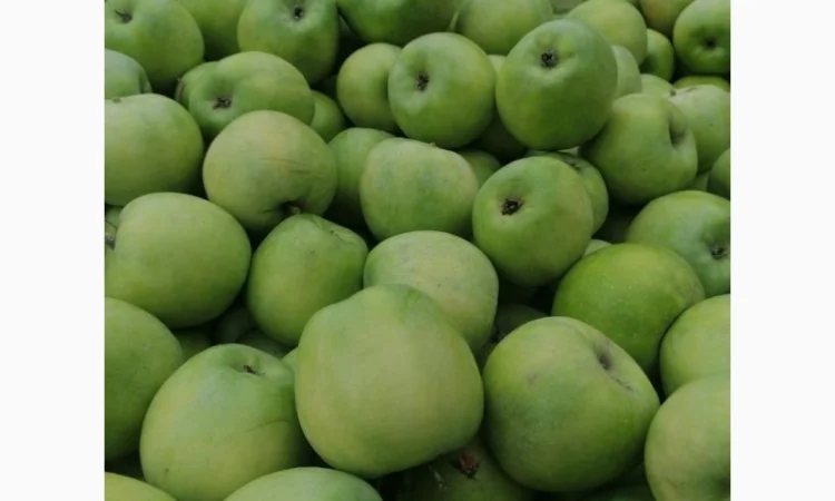 Продам яблоки несколько сортов от поставщика с 5 тонн. По Украине и на экспорт - фото № 12