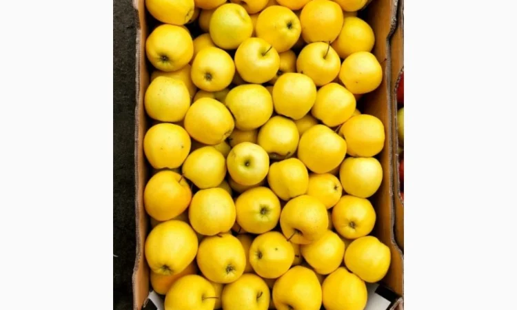 Яблука гуртом від фермерського господарства для вашого бізнесу - фото № 3