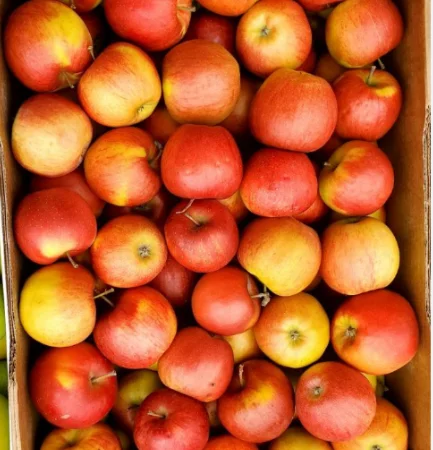 Яблука на переробку - фото № 3