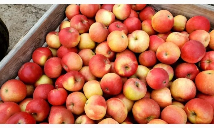 ЯБЛУКА на гурт купуйте у нас і будьте впевнені в якості - фото № 1