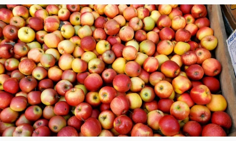 ЯБЛУКА на гурт купуйте у нас і будьте впевнені в якості - фото № 2