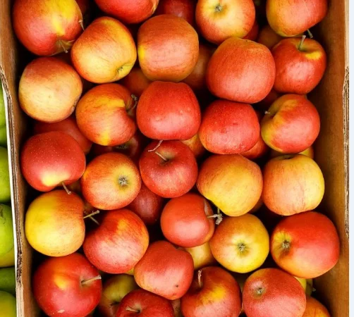 Яблоки оптом. Айдарет - фото № 1