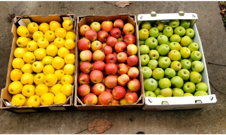 Яблоки оптом. Айдарет - фото № 2