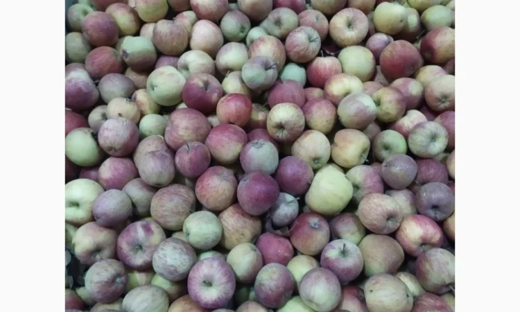 Купимо яблоко на сік, 60 тонн в день - фото № 1