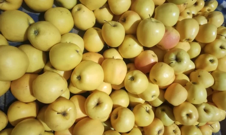 Продам яблука Голден - фото № 1