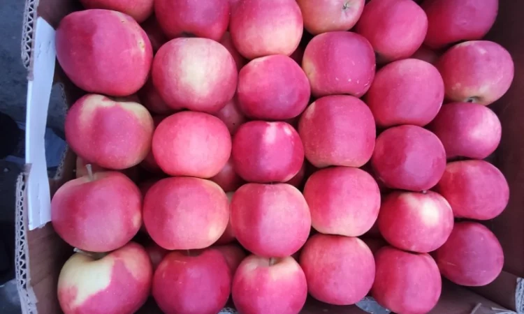 Продам яблука Голден - фото № 4