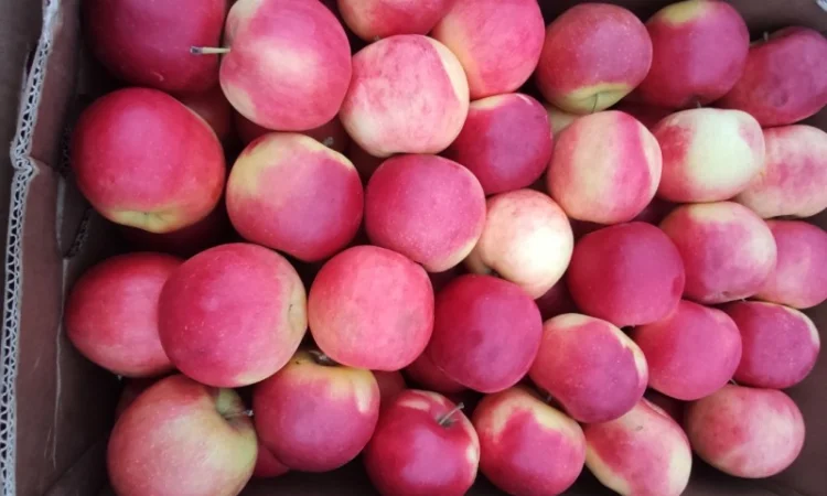 Продам яблука Голден - фото № 5