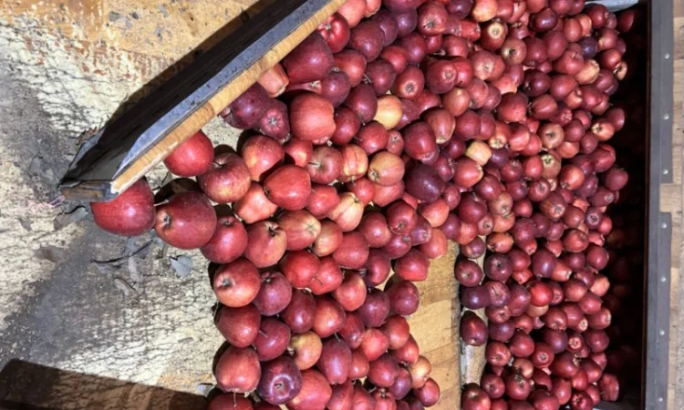 Фермерське Господарство реалізує яблука різних сортів - фото № 1