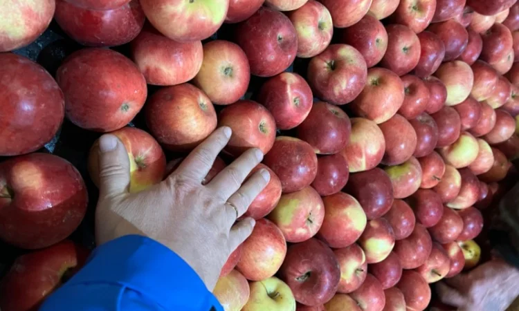 Фермерське Господарство реалізує яблука різних сортів - фото № 2