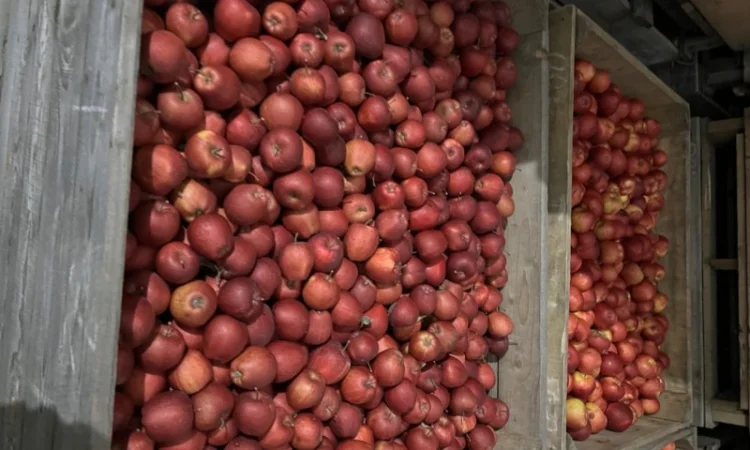 Фермерське Господарство реалізує яблука різних сортів - фото № 3