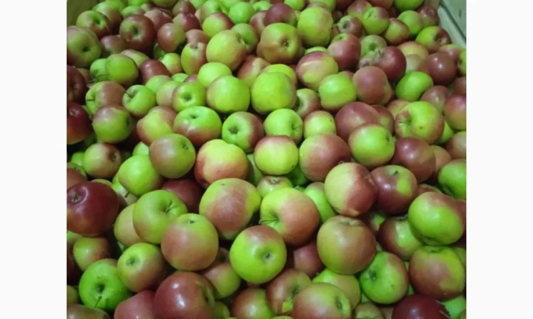 Продаются яблоки оптом - фото № 5