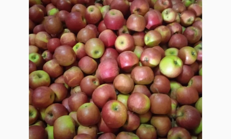 Продам яблука оптом - фото № 2