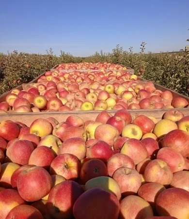 Продам яблука оптом - фото № 6