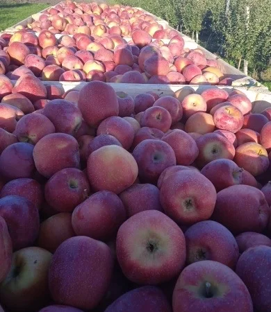 Продам яблука оптом - фото № 7