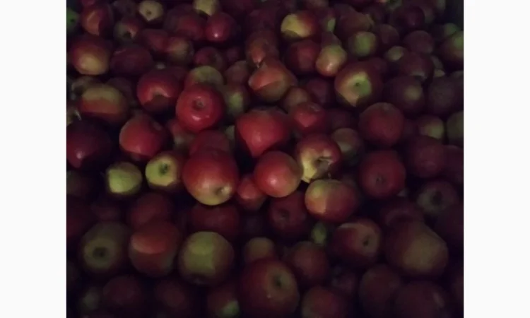 Продам яблоки - фото № 5