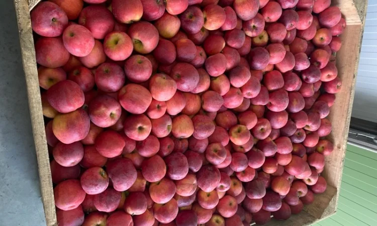 Продам яблуко Чемпіон, Пінола, Голден - фото № 1