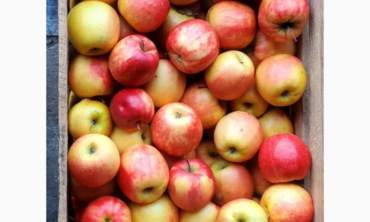 Продам Яблука гуртом за Вигідною ціною - фото № 1