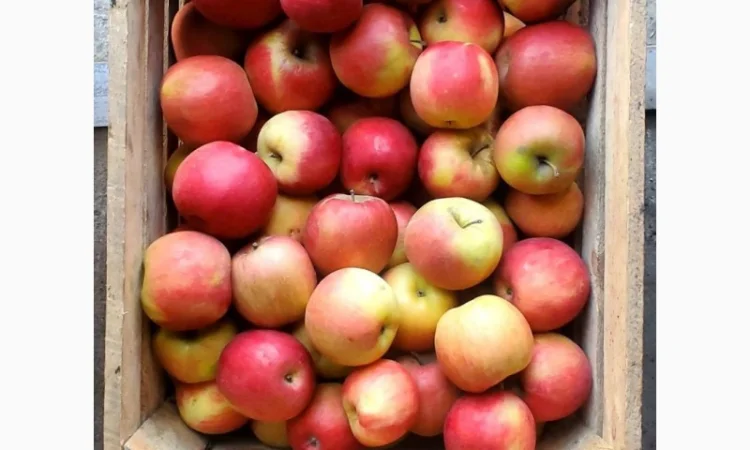Продам Яблука гуртом за Вигідною ціною - фото № 2
