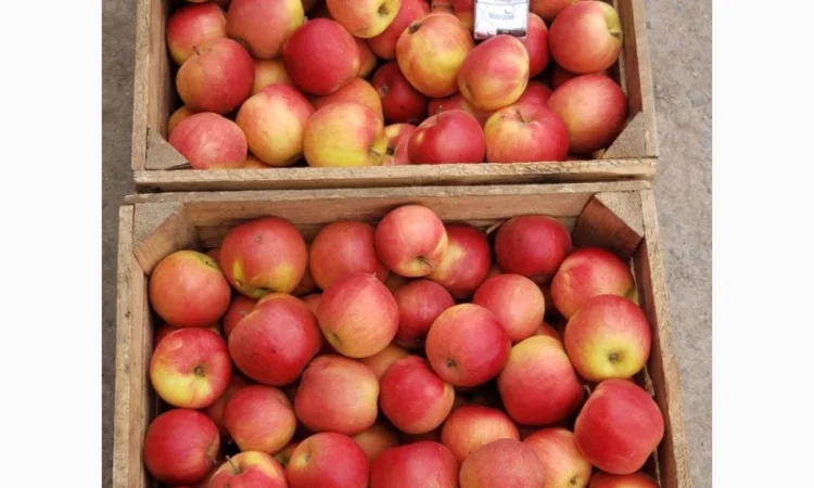 Продаются яблоки оптом для переработки - фото № 2