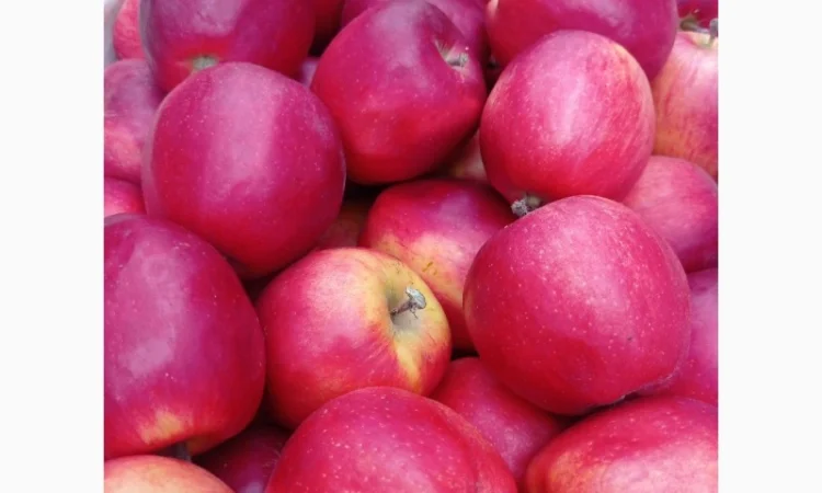 Продам яблука з власного саду - фото № 1