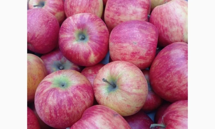 Продам яблука з власного саду - фото № 2