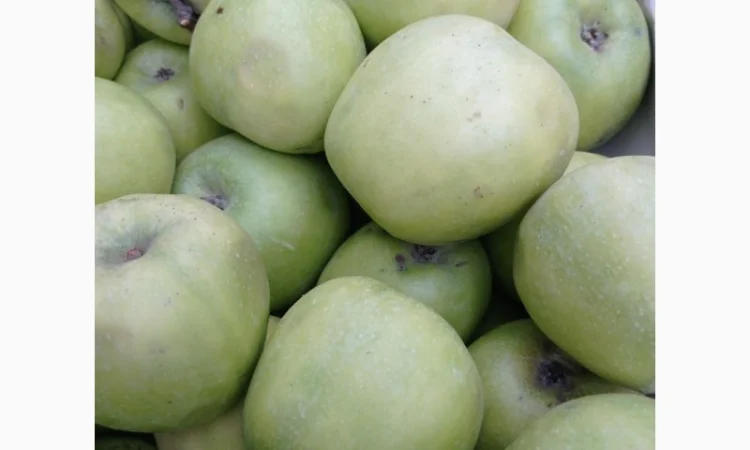 Продам яблука з власного саду - фото № 3